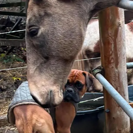 Forsthaeuschen Am Ponyhof