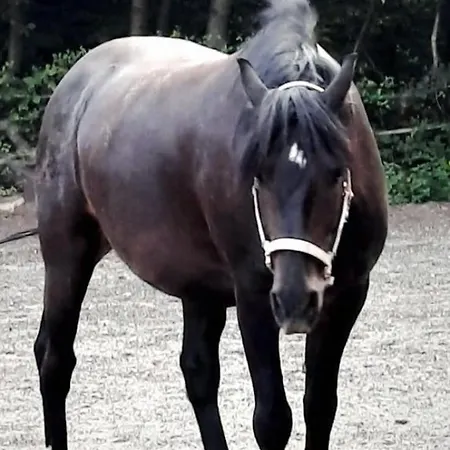 Forsthaeuschen Am Ponyhof Wonsheim