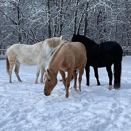 Forsthäuschen Am Ponyhof Ferienhaus