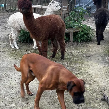 Forsthäuschen Am Ponyhof Ferienhaus