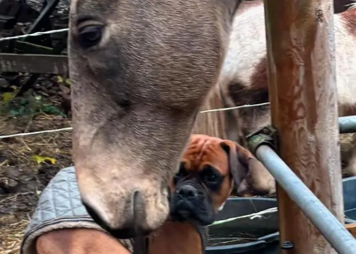 Forsthaeuschen Am Ponyhof