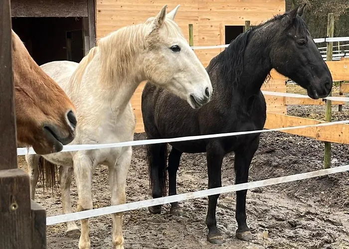 Forsthaeuschen Am Ponyhof בית נופש *